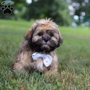 Buddy, Lhasa Apso Puppy